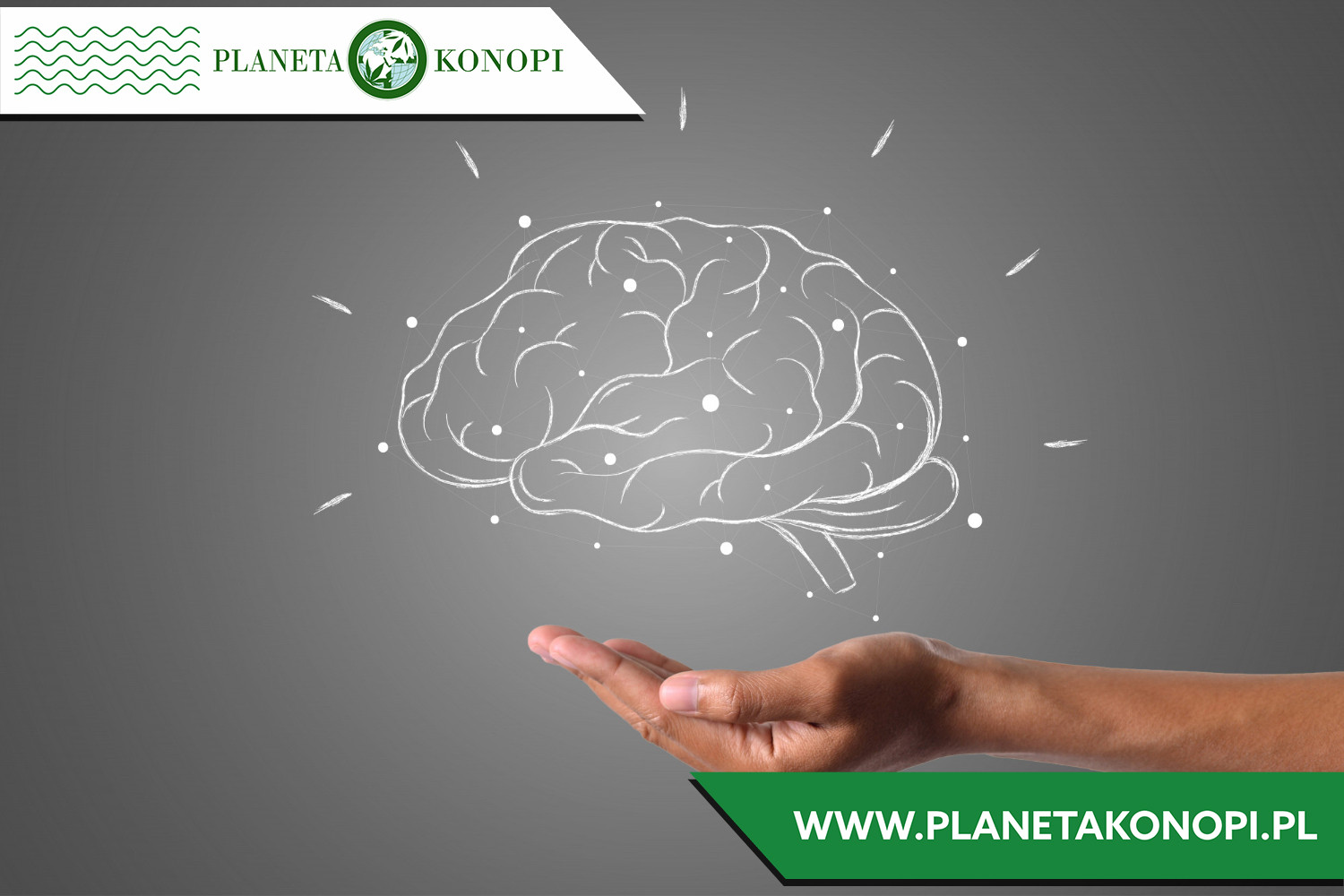 Jakie grzyby na pamięć?