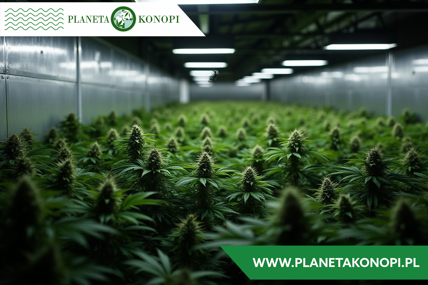 Olejek CBD 10% właściwości działanie – kompletny przewodnik