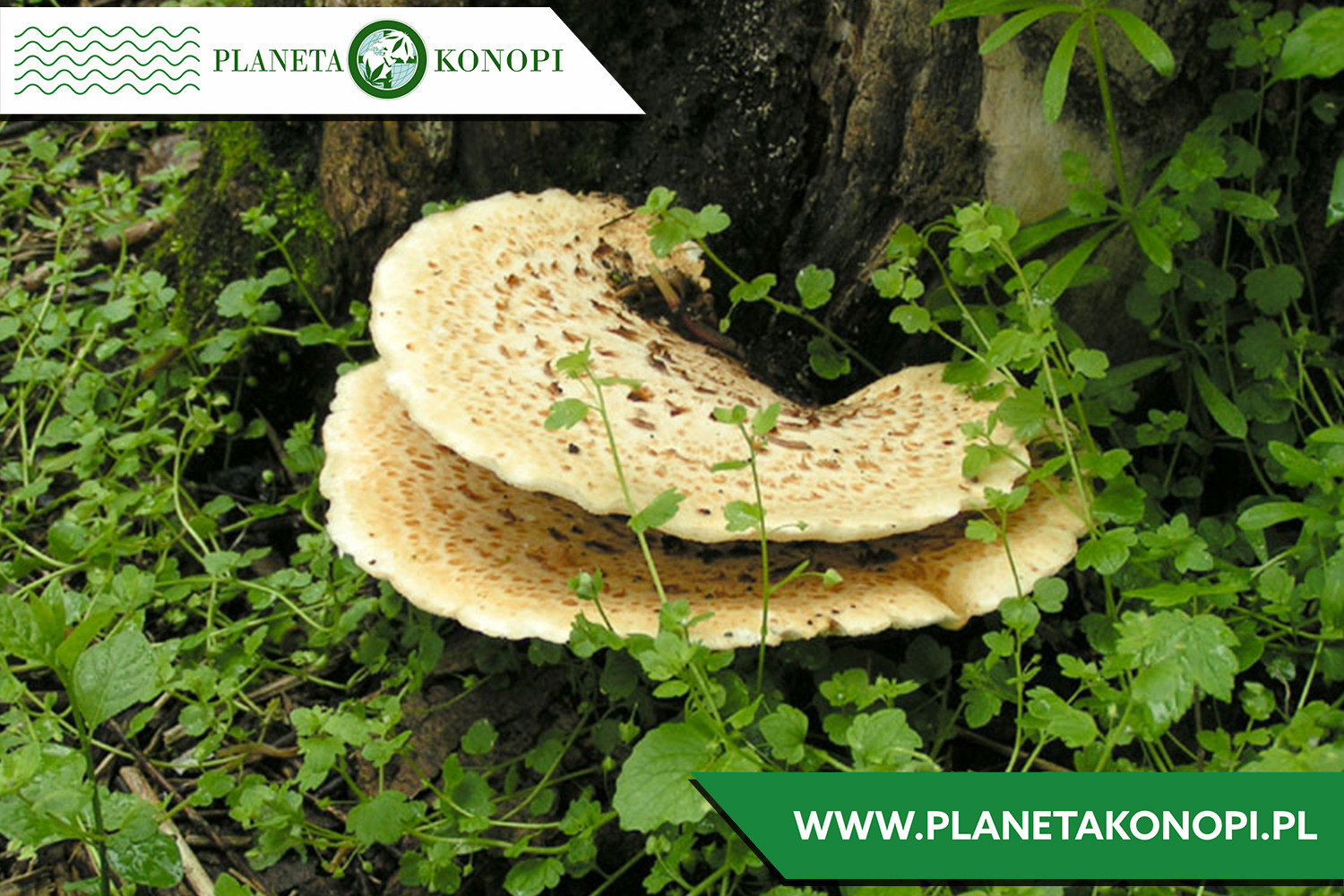 Grzyb Polyporus 30%. Na co pomaga?