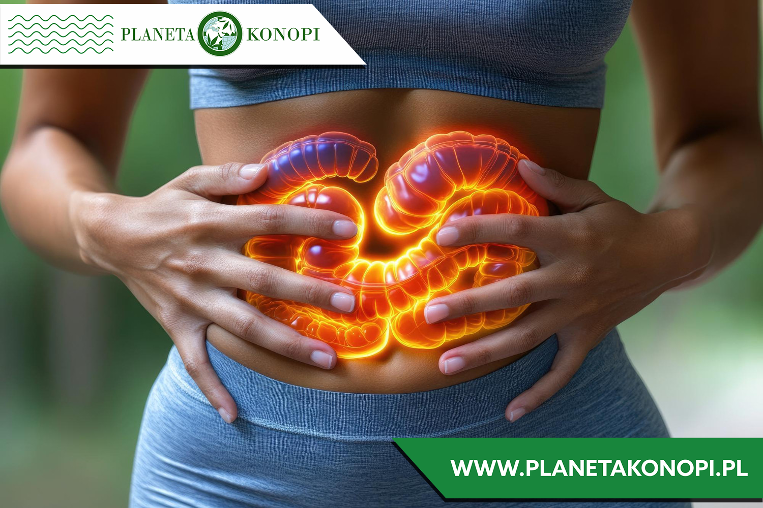 CBD na złagodzenie objawów wrzodziejącego zapalenia jelita grubego (WZJG)