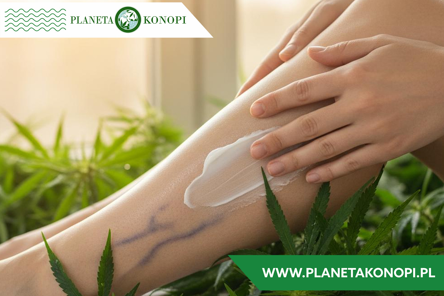 Maść konopna na żylaki działanie