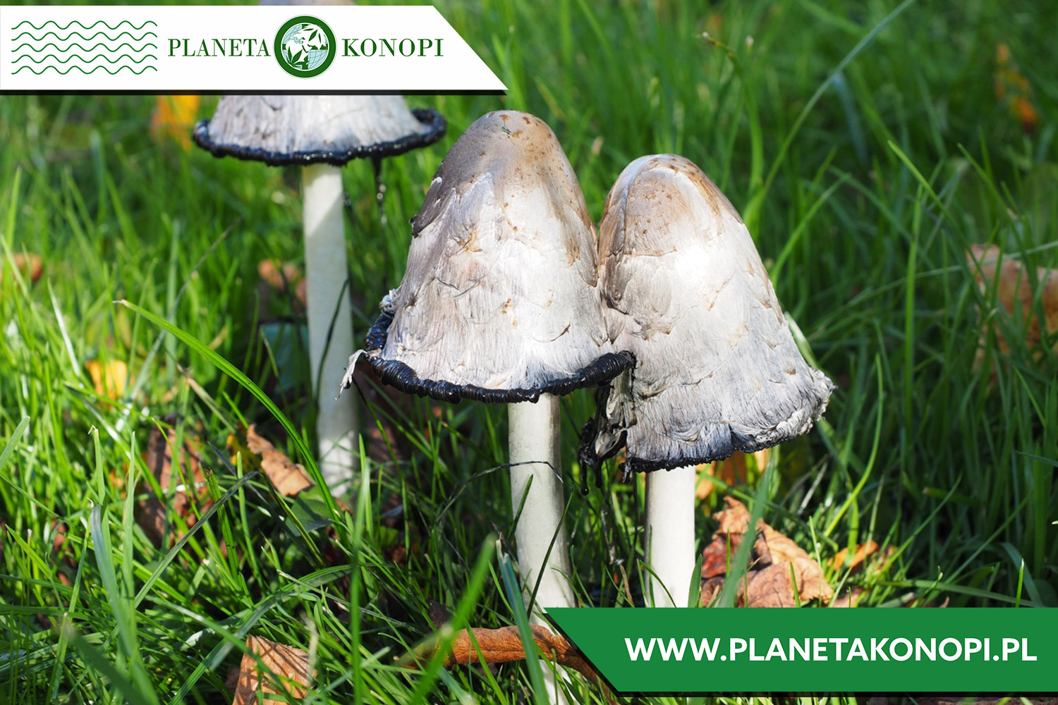 Grzyb Coprinus 30%. Na co pomaga?