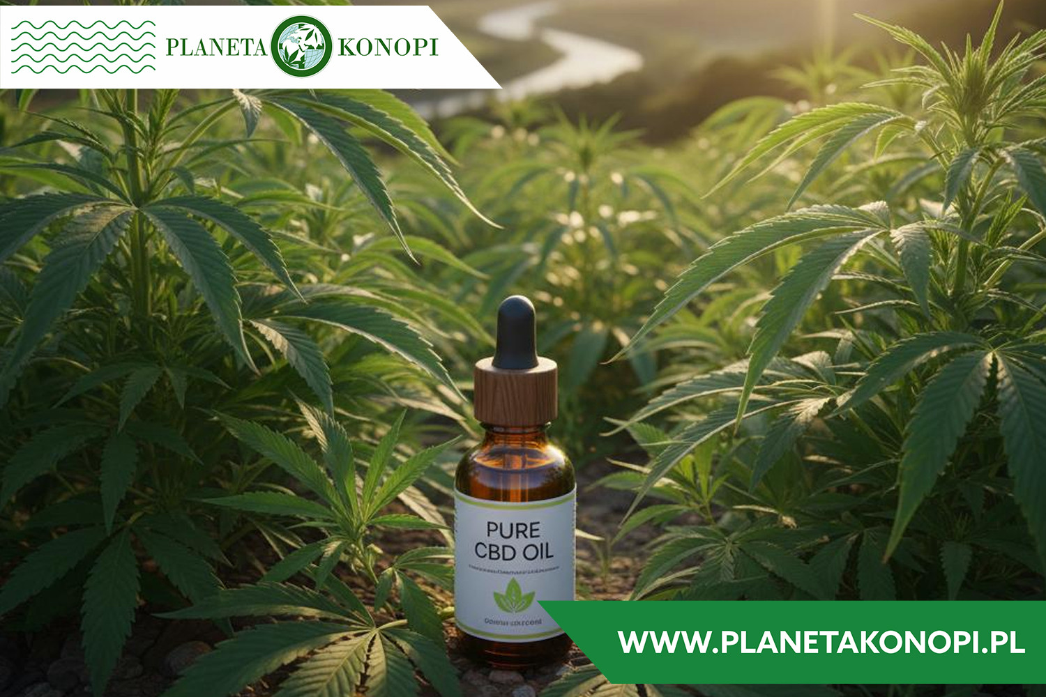 CBD oil właściwości przeciwzapalne