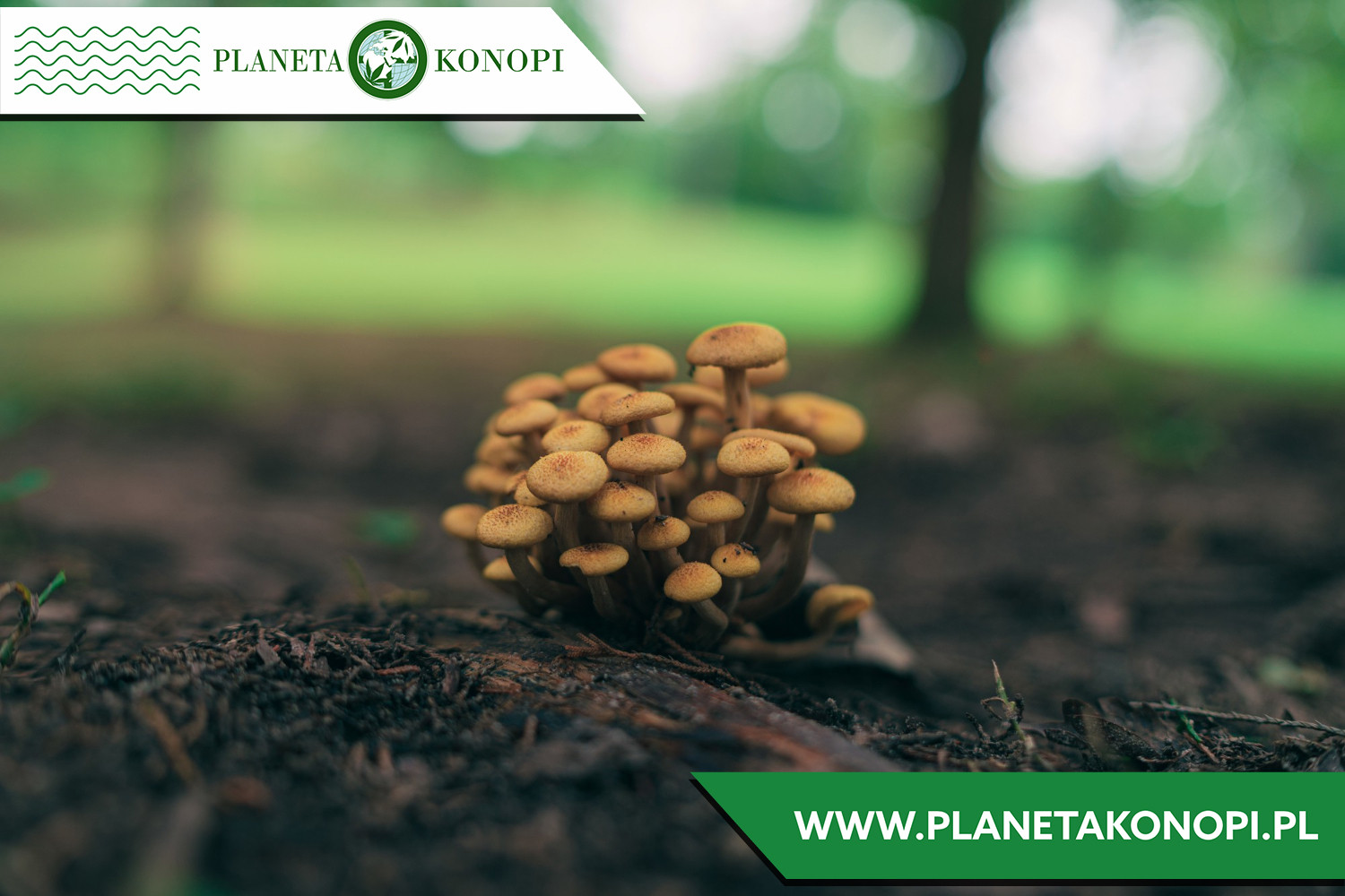 Jaki grzyb na stres?