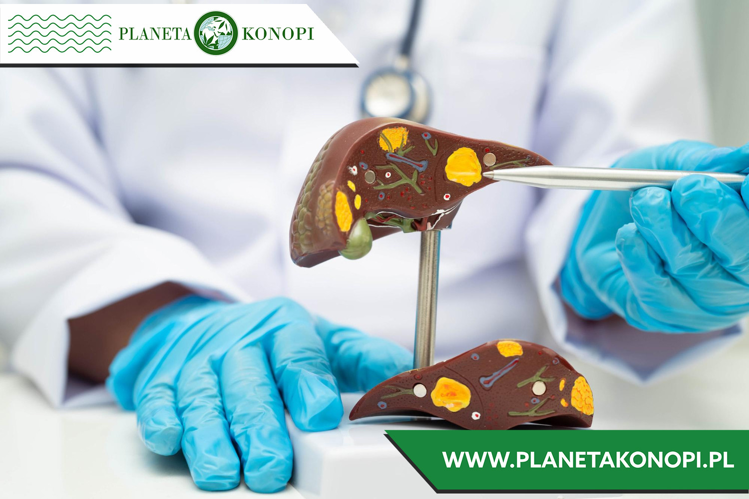 Czy grzyby są zdrowe na wątrobę?