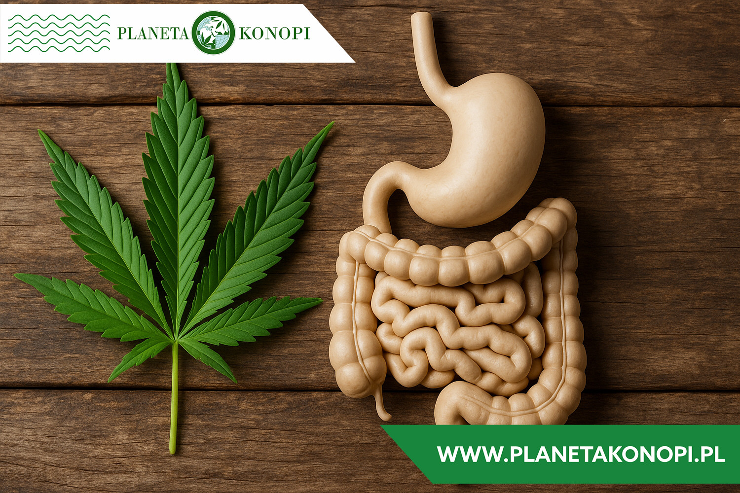 Wpływ konopi na układ trawienny – zdrowie z natury